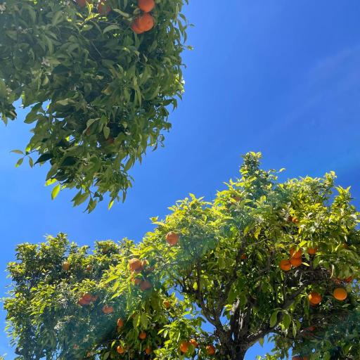 Appelsiinipuiden alla